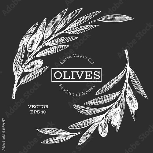 Olive branch illustration. Hand drawn vector food illustration on chalk board. Engraved style mediterranean plant. Retro botanical picture.