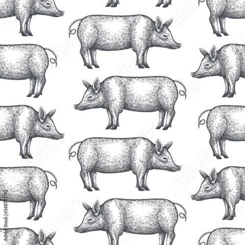Hand drawn farm animals background. Vector pig seamless pattern. Retro hog illustration