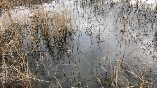 springs or groundwater gushing out of the bottom of lake full of wild grass in Badain Jaran Desert, Inner Mongolia, China