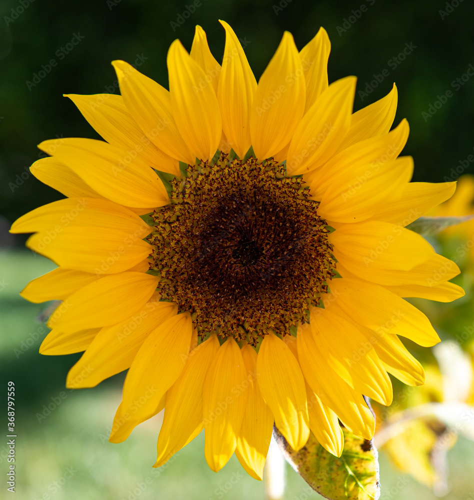 Obraz premium Sonnenblume