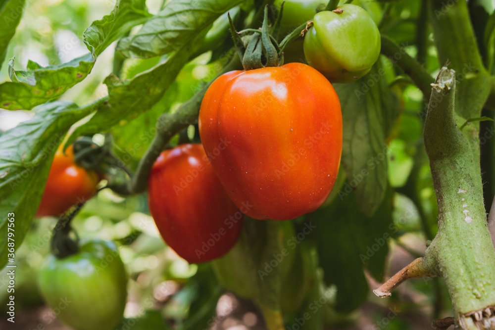 Reife Tomaten im Gemüsegarten