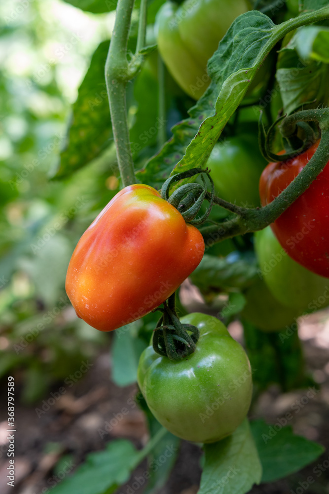 Rote Tomaten