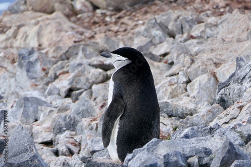 Lonely chinstrap penguin standing on stone beach before icebergs, Antarctica