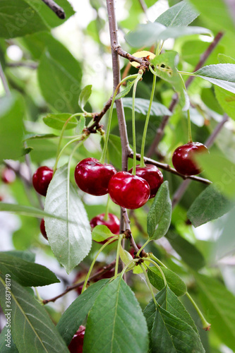 Ripe cherry on a twig close up