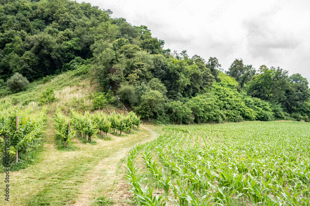 Background with hill cornfield