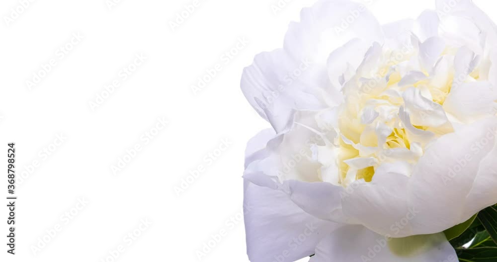 Beautiful white Peony on white background. Blooming peony flower open, time lapse, close-up. With place for text or image Wedding backdrop, Valentine's Day concept. 4K video timelapse Beautiful white Peony on white background. Blooming peony flower open, time lapse, close-up. With place for text or image Wedding backdrop, Valentine's Day concept. 4K video timelapse