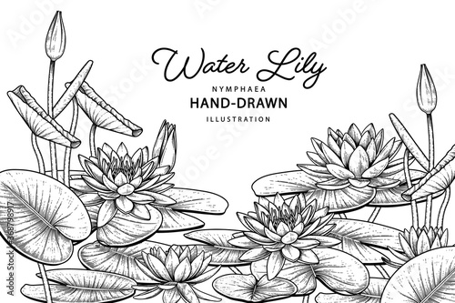 Sketch Floral decorative set. Water lily flower drawings. Black line art isolated on white backgrounds. Hand Drawn Botanical Illustrations. Elements vector.