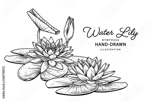 Sketch Floral decorative set. Water lily flower drawings. Black line art isolated on white backgrounds. Hand Drawn Botanical Illustrations. Elements vector.