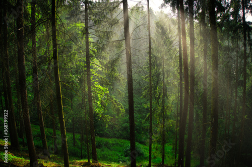 Fototapeta Naklejka Na Ścianę i Meble -  Die Sonne strahlt in den Wald hinein