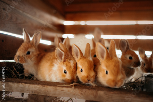 Fotografiet close up of baby rabbits at an eco farm