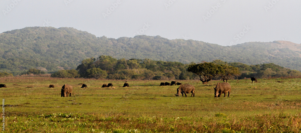 Landscape with grazing black rhinos at iSimangaliso Wetland Park (previously Greater St. Lucia Wetland Park) near St Lucia, South Africa