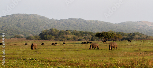 Landscape with grazing black rhinos at iSimangaliso Wetland Park (previously Greater St. Lucia Wetland Park) near St Lucia, South Africa