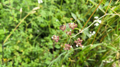 Ant on a field torilis or torilis arvensis, wild plant in spring