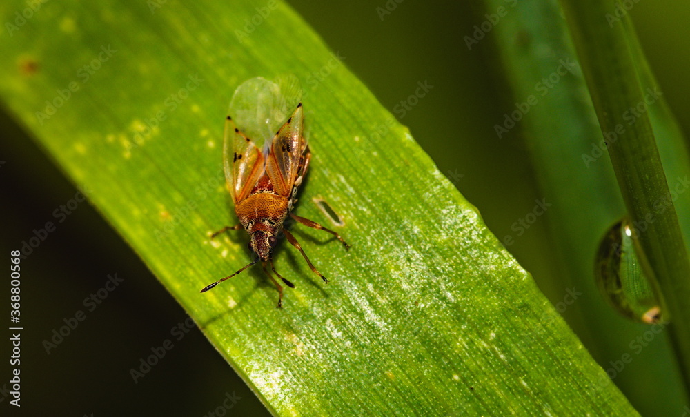 Close up of a Lygaeidae Close up of a Lygaeidae