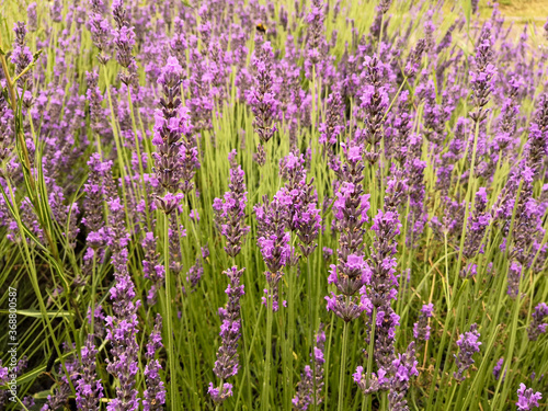 Close up on lavender plants  background