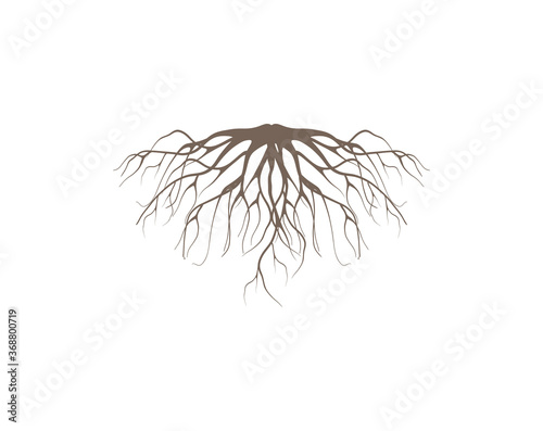 root of the tree vector illustration