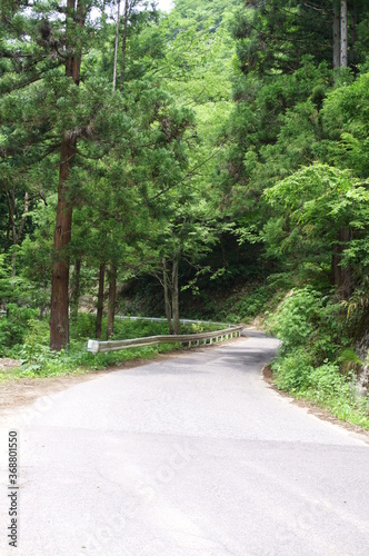 Road in the forest in Japan