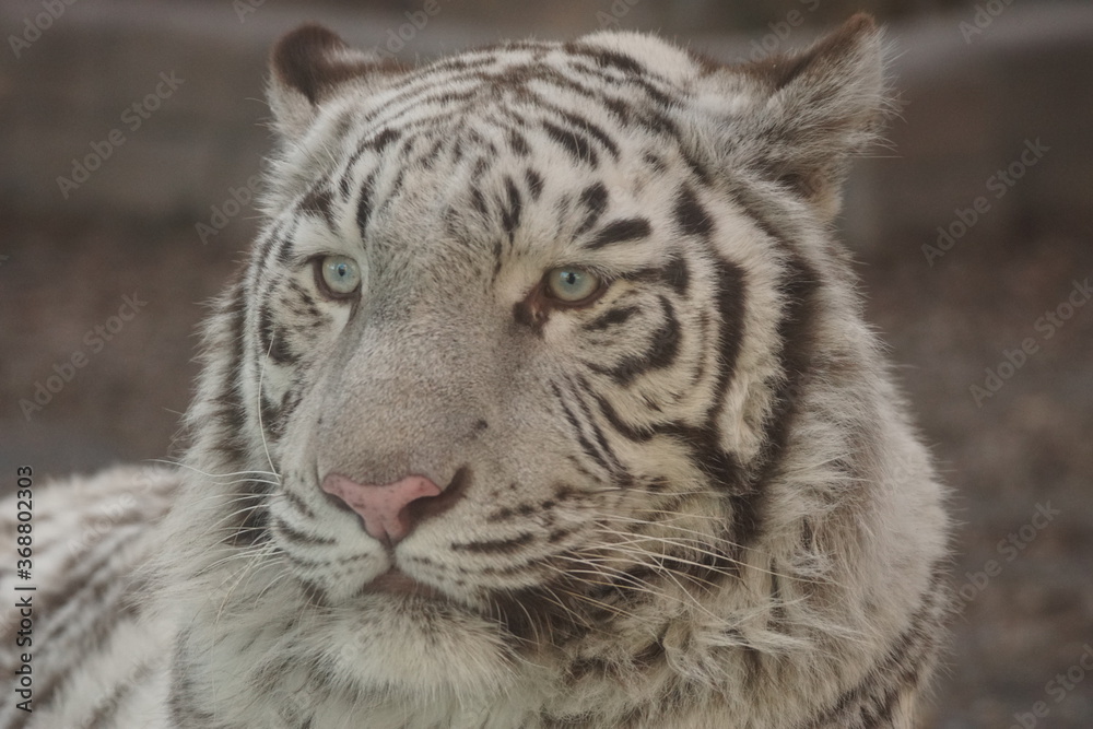 ホワイトタイガー