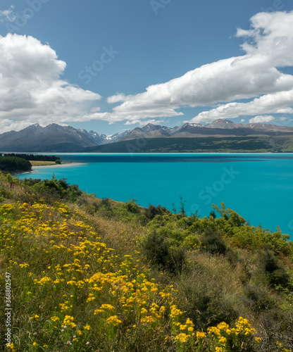 Wild flowers in front of stunning Lake Pukaki in Mount Cook National Park, New Zealand.