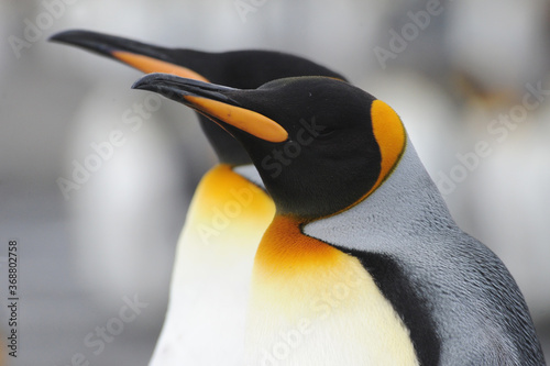 The king penguin (Aptenodytes patagonicus) Always regal and majestic