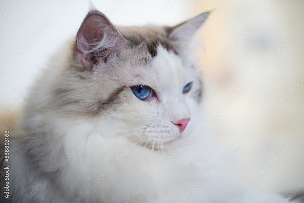 Two colors mixed Ragdoll cat thinking, blue eyes and pink nose Two colors mixed Ragdoll cat thinking, blue eyes and pink nose
