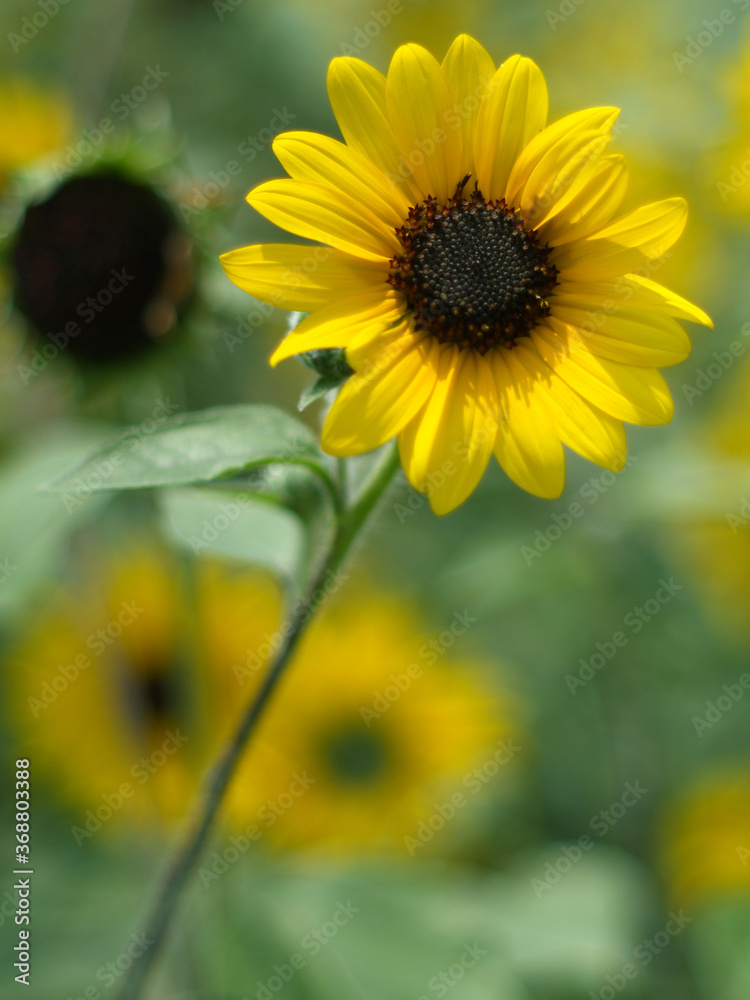 Fototapeta premium ひまわり,ヒマワリ,向日葵,sunflower