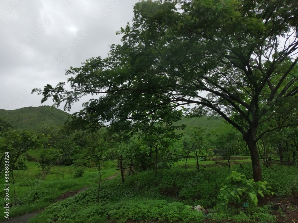 trees in the forest