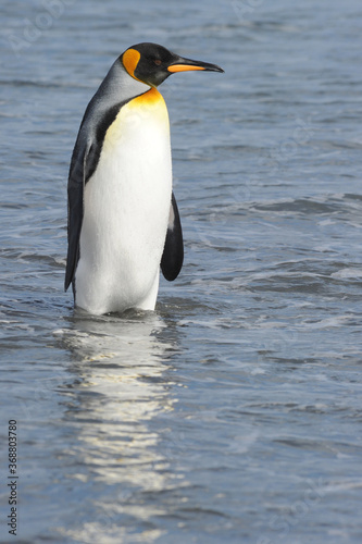The king penguin  Aptenodytes patagonicus  Always regal and majestic