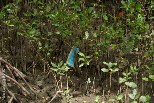 Used face mask thrown in mangrove forest