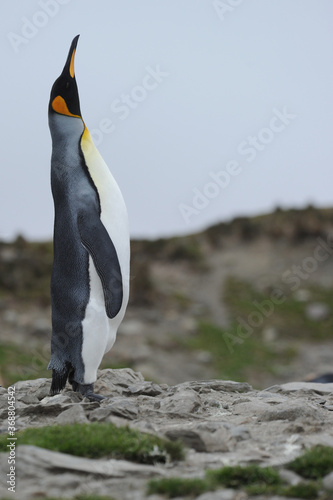 The king penguin  Aptenodytes patagonicus  Always regal and majestic