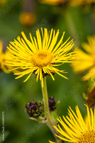 flowers in a botanical garden