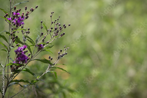 Naturally beautiful. Side view of beautiful purple wildflowers and buds softly framing the left side of color photograph. Soft de-focused green foliage in background with plenty of copy space.