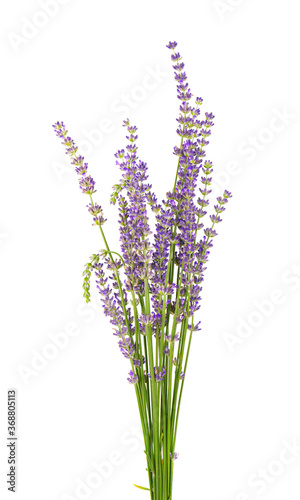 Bunch of lavender flowers, isolated on white background. Petals of lavender flowers. Medicinal herbs.