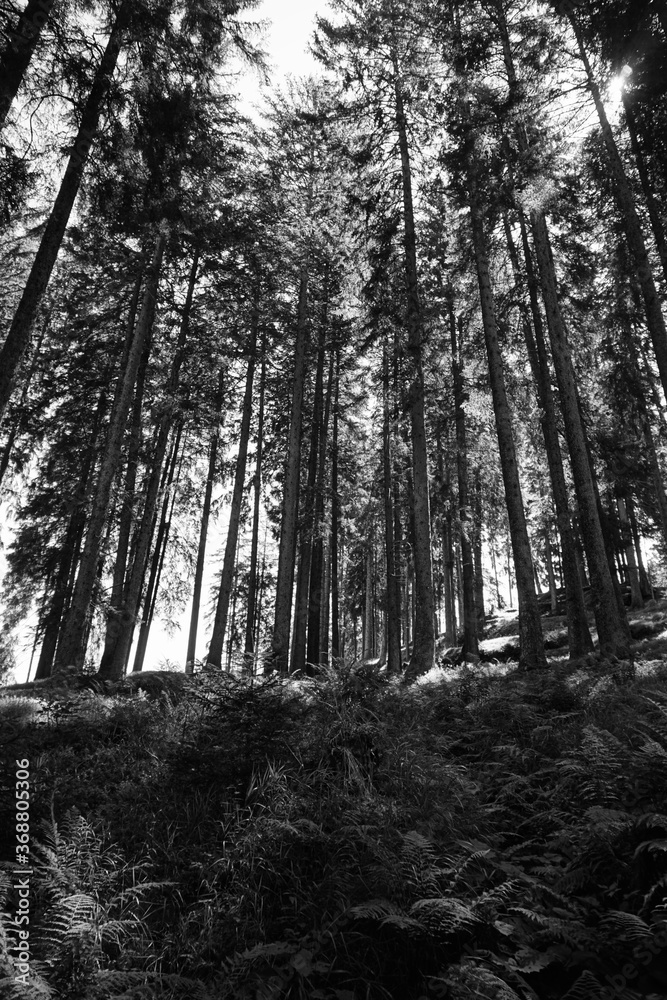 forest in the morning forest in the morning