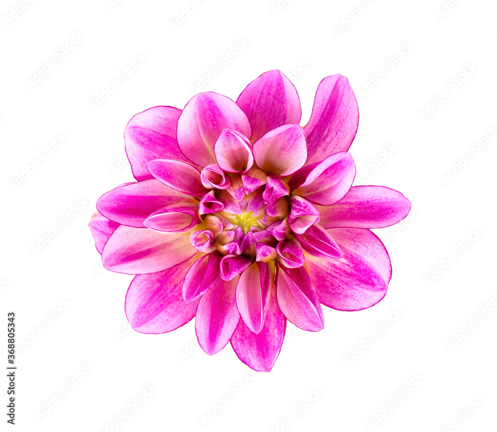 Dahlia flower. Pink Dahlia flower isolated on white background, with clipping path. Top view.
