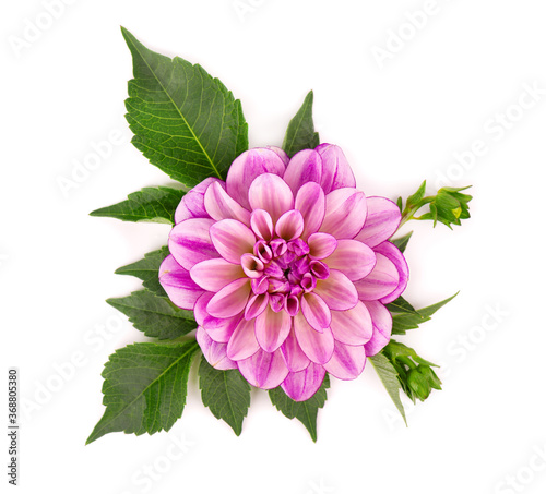 Fototapeta Naklejka Na Ścianę i Meble -  Dahlia flower. Pink Dahlia flower with green leaves, isolated on white background, with clipping path. Top view.