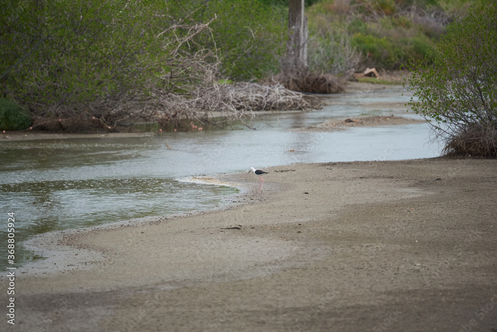 A black-necked stilt looking for food