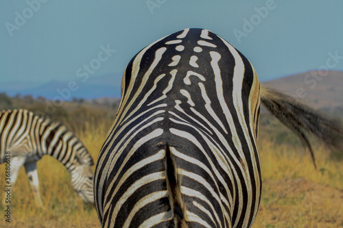 Close-upf of back of a zebra at Hluhluwe-iMfolozi National Park  Zululand South Africa