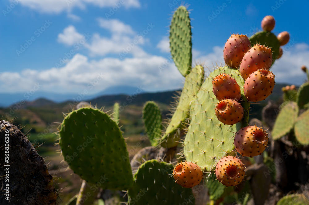 prickly pear cactus in nature prickly pear cactus in nature