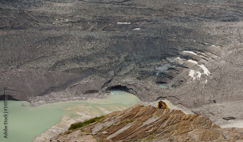 Murmeltier, Pasterze, Gletscher, Österreich, Großglockner photo