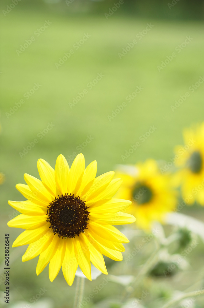Fototapeta premium ひまわり,ヒマワリ,向日葵,sunflower