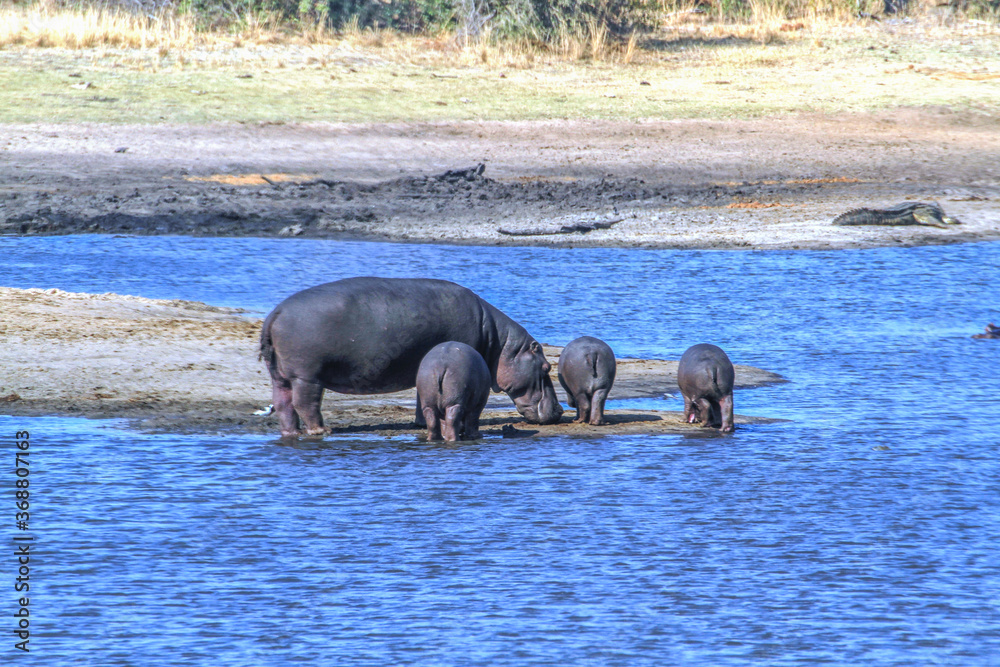 Hippo with three calves in river at Kruger National Park, South Africa Hippo with three calves in river at Kruger National Park, South Africa