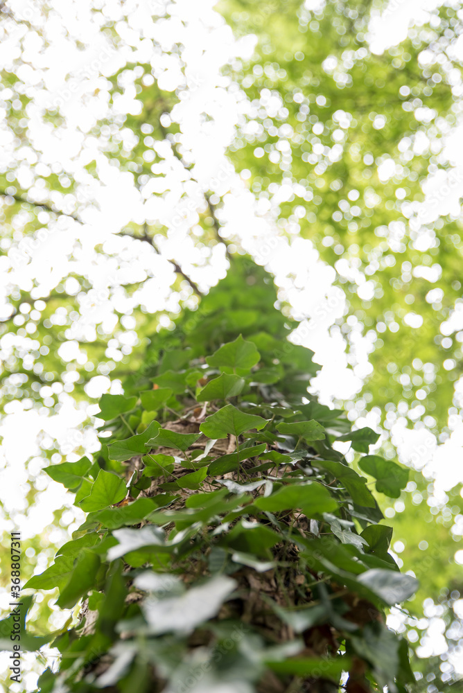 Ivy overgrowing beech trees in wild forest Ivy overgrowing beech trees in wild forest