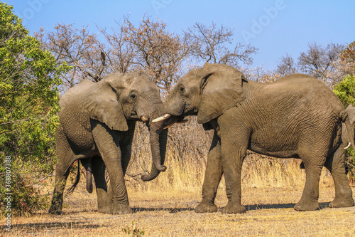 Two big african elephants (meeting, greeting, entire animals) at Kruger National Park, South Africa