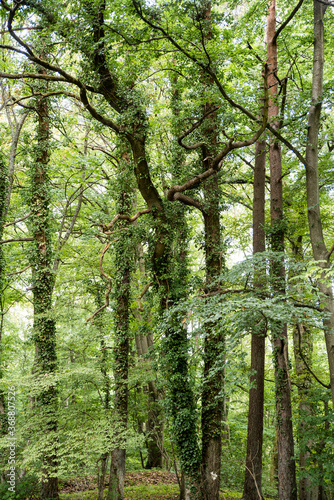 Ivy overgrowing beech trees in wild forest