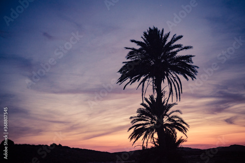 Palm trees against sky after sunset
