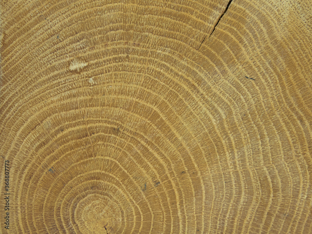 Fototapeta premium Old wooden tree cut surface. Detailed warm dark brown and orange tones of a felled tree trunk or stump