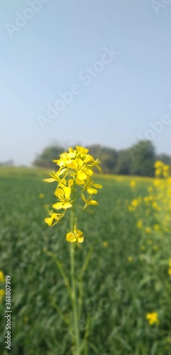A beautiful mustard plant flower