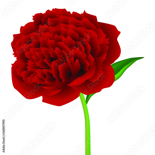 Red peony flower with leaf isolated on white background.