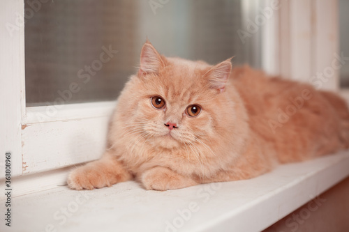 Fototapeta Naklejka Na Ścianę i Meble -  peach Persian cat lies on the windowsill